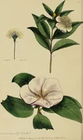 An illustration from Thirty-eight plates with explanations; intended to illustrate Linnaeus's System of vegetables, and particularly adapted to the Letters on the elements of botany [J.J. Rousseau] / By Thomas Martyn. (1799)