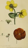 An illustration from Thirty-eight plates with explanations; intended to illustrate Linnaeus's System of vegetables, and particularly adapted to the Letters on the elements of botany [J.J. Rousseau] / By Thomas Martyn. (1799)
