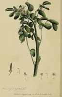 An illustration from Thirty-eight plates with explanations; intended to illustrate Linnaeus's System of vegetables, and particularly adapted to the Letters on the elements of botany [J.J. Rousseau] / By Thomas Martyn. (1799)