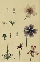 An illustration from Thirty-eight plates with explanations; intended to illustrate Linnaeus's System of vegetables, and particularly adapted to the Letters on the elements of botany [J.J. Rousseau] / By Thomas Martyn. (1799)