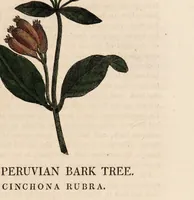 Picture 1 of 29 from A family herbal: or, Familiar account of the medical properties of British and foreign plants, also their uses in dying, and the various arts, arranged according to the Linnaean system / [Robert John Thornton]. (1814), leaf 159