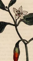 Picture 2 of 29 from A family herbal: or, Familiar account of the medical properties of British and foreign plants, also their uses in dying, and the various arts, arranged according to the Linnaean system / [Robert John Thornton]. (1814), leaf 176