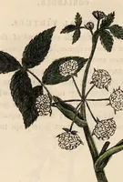 An illustration from A family herbal: or, Familiar account of the medical properties of British and foreign plants, also their uses in dying, and the various arts, arranged according to the Linnaean system / [Robert John Thornton]. (1814)