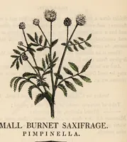 Picture 7 of 29 from A family herbal: or, Familiar account of the medical properties of British and foreign plants, also their uses in dying, and the various arts, arranged according to the Linnaean system / [Robert John Thornton]. (1814), leaf 336
