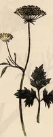 An illustration from A family herbal: or, Familiar account of the medical properties of British and foreign plants, also their uses in dying, and the various arts, arranged according to the Linnaean system / [Robert John Thornton]. (1814)