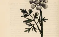 An illustration from A family herbal: or, Familiar account of the medical properties of British and foreign plants, also their uses in dying, and the various arts, arranged according to the Linnaean system / [Robert John Thornton]. (1814)