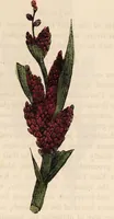 An illustration from A family herbal: or, Familiar account of the medical properties of British and foreign plants, also their uses in dying, and the various arts, arranged according to the Linnaean system / [Robert John Thornton]. (1814)