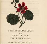 Picture 13 of 29 from A family herbal: or, Familiar account of the medical properties of British and foreign plants, also their uses in dying, and the various arts, arranged according to the Linnaean system / [Robert John Thornton]. (1814), leaf 409