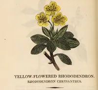 Picture 14 of 29 from A family herbal: or, Familiar account of the medical properties of British and foreign plants, also their uses in dying, and the various arts, arranged according to the Linnaean system / [Robert John Thornton]. (1814), leaf 488