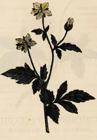 An illustration from A family herbal: or, Familiar account of the medical properties of British and foreign plants, also their uses in dying, and the various arts, arranged according to the Linnaean system / [Robert John Thornton]. (1814)