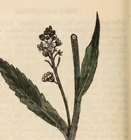 An illustration from A family herbal: or, Familiar account of the medical properties of British and foreign plants, also their uses in dying, and the various arts, arranged according to the Linnaean system / [Robert John Thornton]. (1814)