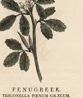 Picture 21 of 29 from A family herbal: or, Familiar account of the medical properties of British and foreign plants, also their uses in dying, and the various arts, arranged according to the Linnaean system / [Robert John Thornton]. (1814), leaf 685