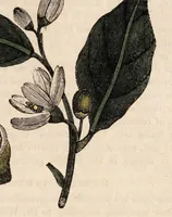 An illustration from A family herbal: or, Familiar account of the medical properties of British and foreign plants, also their uses in dying, and the various arts, arranged according to the Linnaean system / [Robert John Thornton]. (1814)