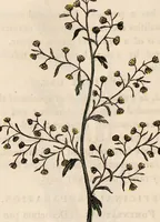 An illustration from A family herbal: or, Familiar account of the medical properties of British and foreign plants, also their uses in dying, and the various arts, arranged according to the Linnaean system / [Robert John Thornton]. (1814)
