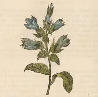 An illustration from A family herbal: or, Familiar account of the medical properties of British and foreign plants, also their uses in dying, and the various arts, arranged according to the Linnaean system / [Robert John Thornton]. (1814)