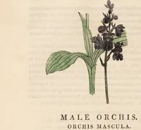Picture 24 of 29 from A family herbal: or, Familiar account of the medical properties of British and foreign plants, also their uses in dying, and the various arts, arranged according to the Linnaean system / [Robert John Thornton]. (1814), leaf 772