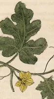 An illustration from A family herbal: or, Familiar account of the medical properties of British and foreign plants, also their uses in dying, and the various arts, arranged according to the Linnaean system / [Robert John Thornton]. (1814)