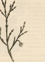An illustration from A family herbal: or, Familiar account of the medical properties of British and foreign plants, also their uses in dying, and the various arts, arranged according to the Linnaean system / [Robert John Thornton]. (1814)