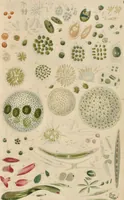 An illustration from A history of infusoria, living and fossil: arranged according to "Die Infusionsthierchen" of C.G. Ehrenberg. Containing coloured engravings, illustrative of all the genera, and descriptions of all the species in that work, with several new ones. To which is appended an account of those recently discovered in the chalk formations / By Andrew Pritchard. (1841)