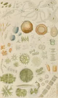 An illustration from A history of infusoria, living and fossil: arranged according to "Die Infusionsthierchen" of C.G. Ehrenberg. Containing coloured engravings, illustrative of all the genera, and descriptions of all the species in that work, with several new ones. To which is appended an account of those recently discovered in the chalk formations / By Andrew Pritchard. (1841)
