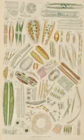 An illustration from A history of infusoria, living and fossil: arranged according to "Die Infusionsthierchen" of C.G. Ehrenberg. Containing coloured engravings, illustrative of all the genera, and descriptions of all the species in that work, with several new ones. To which is appended an account of those recently discovered in the chalk formations / By Andrew Pritchard. (1841)
