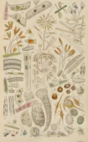 An illustration from A history of infusoria, living and fossil: arranged according to "Die Infusionsthierchen" of C.G. Ehrenberg. Containing coloured engravings, illustrative of all the genera, and descriptions of all the species in that work, with several new ones. To which is appended an account of those recently discovered in the chalk formations / By Andrew Pritchard. (1841)