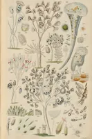 An illustration from A history of infusoria, living and fossil: arranged according to "Die Infusionsthierchen" of C.G. Ehrenberg. Containing coloured engravings, illustrative of all the genera, and descriptions of all the species in that work, with several new ones. To which is appended an account of those recently discovered in the chalk formations / By Andrew Pritchard. (1841)