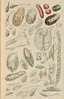 An illustration from A history of infusoria, living and fossil: arranged according to "Die Infusionsthierchen" of C.G. Ehrenberg. Containing coloured engravings, illustrative of all the genera, and descriptions of all the species in that work, with several new ones. To which is appended an account of those recently discovered in the chalk formations / By Andrew Pritchard. (1841)