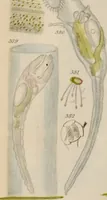 An illustration from A history of infusoria, living and fossil: arranged according to "Die Infusionsthierchen" of C.G. Ehrenberg. Containing coloured engravings, illustrative of all the genera, and descriptions of all the species in that work, with several new ones. To which is appended an account of those recently discovered in the chalk formations / By Andrew Pritchard. (1841)