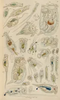 An illustration from A history of infusoria, living and fossil: arranged according to "Die Infusionsthierchen" of C.G. Ehrenberg. Containing coloured engravings, illustrative of all the genera, and descriptions of all the species in that work, with several new ones. To which is appended an account of those recently discovered in the chalk formations / By Andrew Pritchard. (1841)