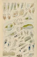 An illustration from A history of infusoria, living and fossil: arranged according to "Die Infusionsthierchen" of C.G. Ehrenberg. Containing coloured engravings, illustrative of all the genera, and descriptions of all the species in that work, with several new ones. To which is appended an account of those recently discovered in the chalk formations / By Andrew Pritchard. (1841)