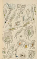 An illustration from A history of infusoria, living and fossil: arranged according to "Die Infusionsthierchen" of C.G. Ehrenberg. Containing coloured engravings, illustrative of all the genera, and descriptions of all the species in that work, with several new ones. To which is appended an account of those recently discovered in the chalk formations / By Andrew Pritchard. (1841)