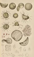 An illustration from A history of infusoria, living and fossil: arranged according to "Die Infusionsthierchen" of C.G. Ehrenberg. Containing coloured engravings, illustrative of all the genera, and descriptions of all the species in that work, with several new ones. To which is appended an account of those recently discovered in the chalk formations / By Andrew Pritchard. (1841)