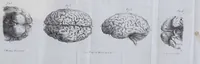 An illustration from Esposición sumaria del sistema frenológico del doctor Gall / [José Ramón Pacheco]. (1835)