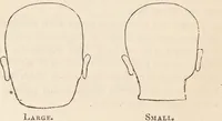 Picture 4 of 16 from The philosophy of phrenology / by a member of the Phrenological and Philosophical Societies of Glasgow. (1838), leaf 124
