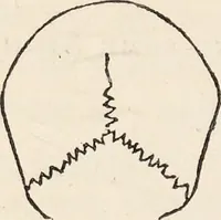 An illustration from The philosophy of phrenology / by a member of the Phrenological and Philosophical Societies of Glasgow. (1838)