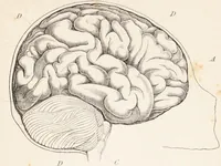 Picture 2 of 16 from The philosophy of phrenology / by a member of the Phrenological and Philosophical Societies of Glasgow. (1838), leaf 29