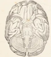 Picture 3 of 16 from The philosophy of phrenology / by a member of the Phrenological and Philosophical Societies of Glasgow. (1838), leaf 29