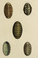 Picture 1 of 83 from General conchology; or, a description of shells arranged according to the Linnean system. And illustrated with plates drawn and coloured from nature. Vol. 1 / by W. Wood. (1815), leaf 333