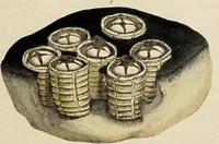 Picture 3 of 83 from General conchology; or, a description of shells arranged according to the Linnean system. And illustrated with plates drawn and coloured from nature. Vol. 1 / by W. Wood. (1815), leaf 341