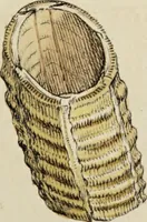 An illustration from General conchology; or, a description of shells arranged according to the Linnean system. And illustrated with plates drawn and coloured from nature. Vol. 1 / by W. Wood. (1815)