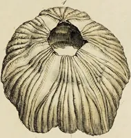 Picture 5 of 83 from General conchology; or, a description of shells arranged according to the Linnean system. And illustrated with plates drawn and coloured from nature. Vol. 1 / by W. Wood. (1815), leaf 343