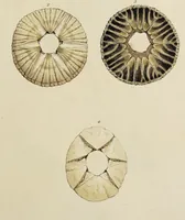 An illustration from General conchology; or, a description of shells arranged according to the Linnean system. And illustrated with plates drawn and coloured from nature. Vol. 1 / by W. Wood. (1815)