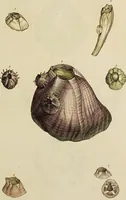 Picture 7 of 83 from General conchology; or, a description of shells arranged according to the Linnean system. And illustrated with plates drawn and coloured from nature. Vol. 1 / by W. Wood. (1815), leaf 347