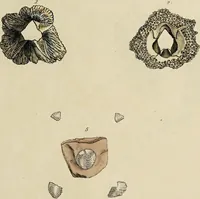 Picture 9 of 83 from General conchology; or, a description of shells arranged according to the Linnean system. And illustrated with plates drawn and coloured from nature. Vol. 1 / by W. Wood. (1815), leaf 351