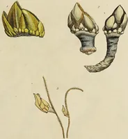 An illustration from General conchology; or, a description of shells arranged according to the Linnean system. And illustrated with plates drawn and coloured from nature. Vol. 1 / by W. Wood. (1815)