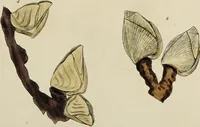 Picture 11 of 83 from General conchology; or, a description of shells arranged according to the Linnean system. And illustrated with plates drawn and coloured from nature. Vol. 1 / by W. Wood. (1815), leaf 353