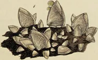 Picture 13 of 83 from General conchology; or, a description of shells arranged according to the Linnean system. And illustrated with plates drawn and coloured from nature. Vol. 1 / by W. Wood. (1815), leaf 357