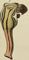 An illustration from General conchology; or, a description of shells arranged according to the Linnean system. And illustrated with plates drawn and coloured from nature. Vol. 1 / by W. Wood. (1815)