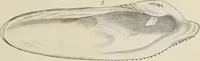 An illustration from General conchology; or, a description of shells arranged according to the Linnean system. And illustrated with plates drawn and coloured from nature. Vol. 1 / by W. Wood. (1815)